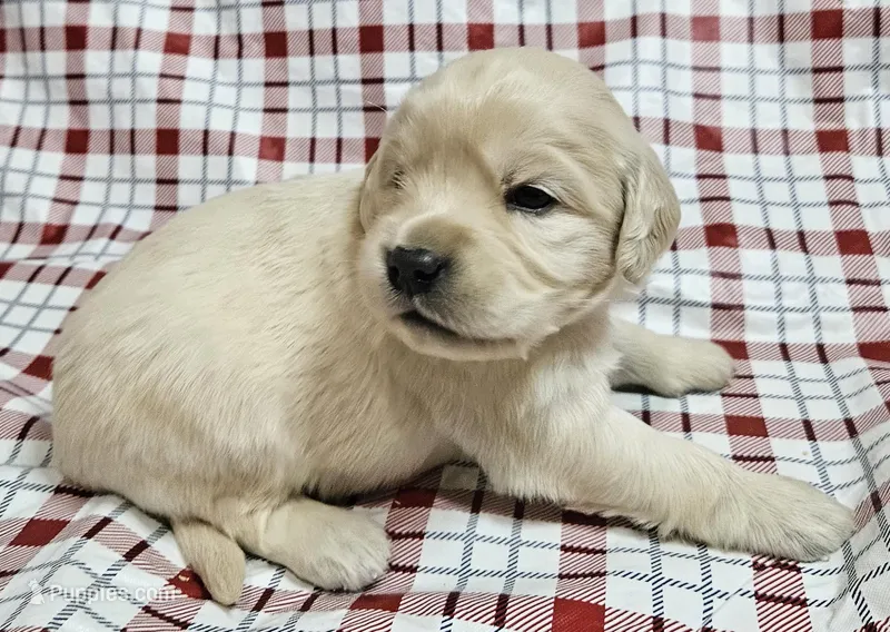 Finley, a male Golden Cocker Retriever for sale in Madisonville, TN – Photo 1 of 1