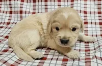 Birch, a male Golden Cocker Retriever for sale in Madisonville, TN – Photo 3 of 4