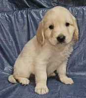 Birch, a male Golden Cocker Retriever for sale in Madisonville, TN – Photo 2 of 4