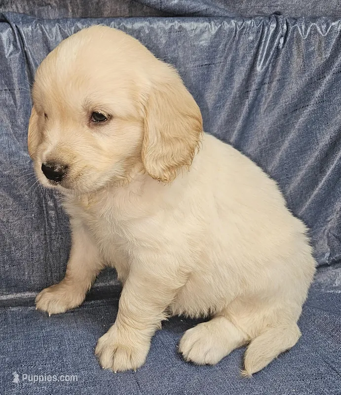 Birch, a male Golden Cocker Retriever for sale in Madisonville, TN – Photo 1 of 4
