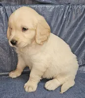 Birch, a male Golden Cocker Retriever for sale in Madisonville, TN – Photo 1 of 4