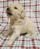 Birch, a male Golden Cocker Retriever for sale in Madisonville, TN – Photo 4 of 4