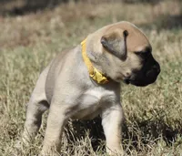 Pilot , a male Bullmastiff for sale in Chickasha, OK – 6 of 7