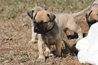 Tres , a male Bullmastiff for sale in Chickasha, OK – 5 of 6