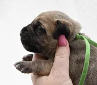 S’more , a female Bullmastiff for sale in Chickasha, OK – 2 of 2
