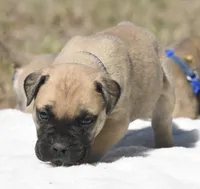 Tres , a male Bullmastiff for sale in Chickasha, OK – 2 of 6