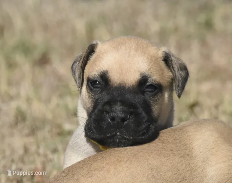 Pilot  – Bullmastiff puppy for sale in Chickasha, OK