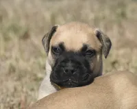 Pilot , a male Bullmastiff for sale in Chickasha, OK – 1 of 7