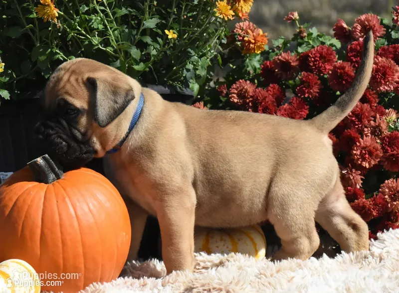 Cobbler  – Bullmastiff puppy for sale in Chickasha, OK