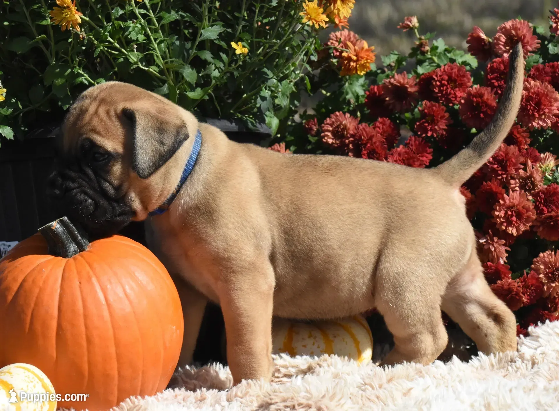 Cobbler , a female Bullmastiff for sale in Chickasha, OK – 1 of 6