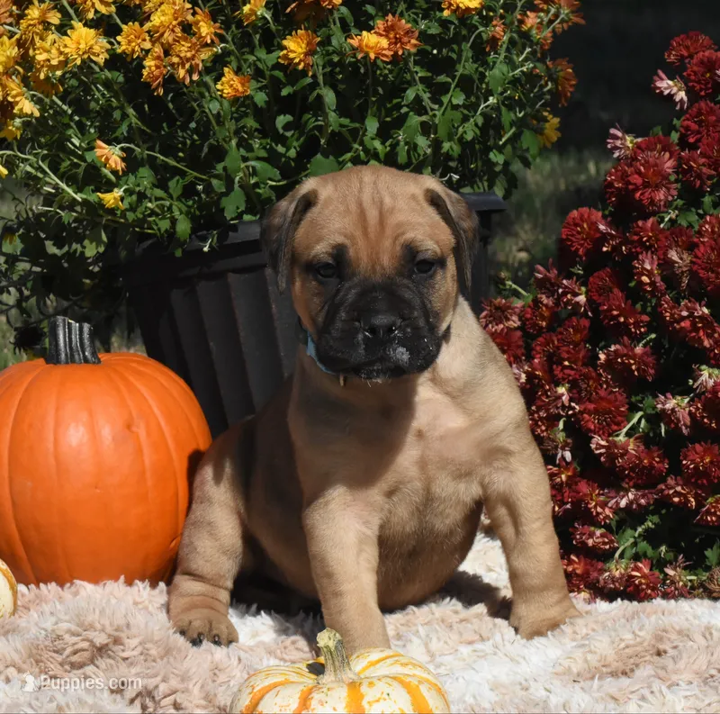 Cannoli  – Bullmastiff puppy for sale in Chickasha, OK