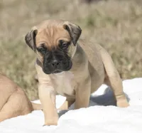Teacher , a male Bullmastiff for sale in Chickasha, OK – 8 of 8
