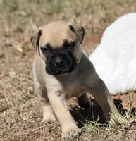 Pilot , a male Bullmastiff for sale in Chickasha, OK – 3 of 7