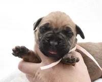 Fudge , a female Bullmastiff for sale in Chickasha, OK – 2 of 4