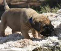 Cobbler , a female Bullmastiff for sale in Chickasha, OK – 4 of 6