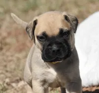 Pilot , a male Bullmastiff for sale in Chickasha, OK – 2 of 7