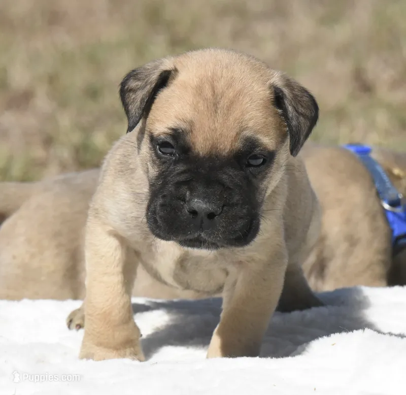 Tres  – Bullmastiff puppy for sale in Chickasha, OK