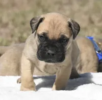 Tres , a male Bullmastiff for sale in Chickasha, OK – 1 of 6
