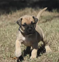 Teacher , a male Bullmastiff for sale in Chickasha, OK – 7 of 8