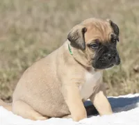 Teacher , a male Bullmastiff for sale in Chickasha, OK – 4 of 8