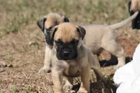 Tres , a male Bullmastiff for sale in Chickasha, OK – 6 of 6