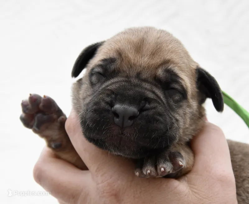 S’more  – Bullmastiff puppy for sale in Chickasha, OK