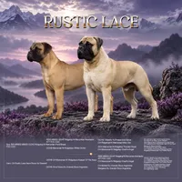 Fudge , a female Bullmastiff for sale in Chickasha, OK – 4 of 4