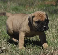 Cobbler , a female Bullmastiff for sale in Chickasha, OK – 5 of 6