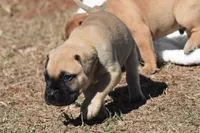 Pilot , a male Bullmastiff for sale in Chickasha, OK – 7 of 7