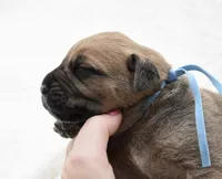Cannoli , a female Bullmastiff for sale in Chickasha, OK – 3 of 4