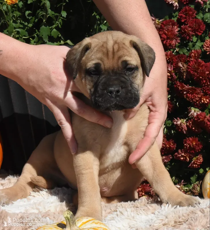 S’more  – Bullmastiff puppy for sale in Chickasha, OK