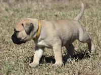 Pilot , a male Bullmastiff for sale in Chickasha, OK – 5 of 7