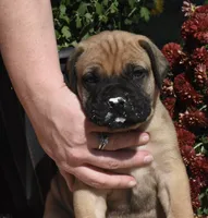 Cobbler , a female Bullmastiff for sale in Chickasha, OK – 3 of 6
