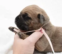 Fudge , a female Bullmastiff for sale in Chickasha, OK – 3 of 4
