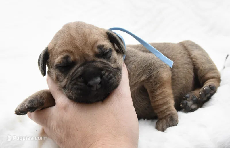 Cannoli  – Bullmastiff puppy for sale in Chickasha, OK