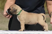 Teacher , a male Bullmastiff for sale in Chickasha, OK – 5 of 8