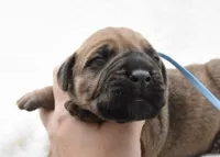 Cannoli , a female Bullmastiff for sale in Chickasha, OK – 2 of 4