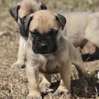 Tres , a male Bullmastiff for sale in Chickasha, OK – 4 of 6
