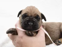 Fudge , a female Bullmastiff for sale in Chickasha, OK – 1 of 4
