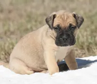 Teacher , a male Bullmastiff for sale in Chickasha, OK – 3 of 8