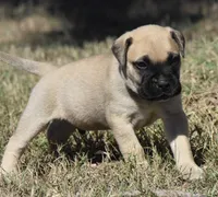 Pilot , a male Bullmastiff for sale in Chickasha, OK – 4 of 7