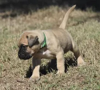 Teacher , a male Bullmastiff for sale in Chickasha, OK – 6 of 8