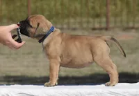Cobbler , a female Bullmastiff for sale in Chickasha, OK – 6 of 6