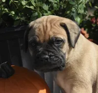 Cobbler , a female Bullmastiff for sale in Chickasha, OK – 2 of 6