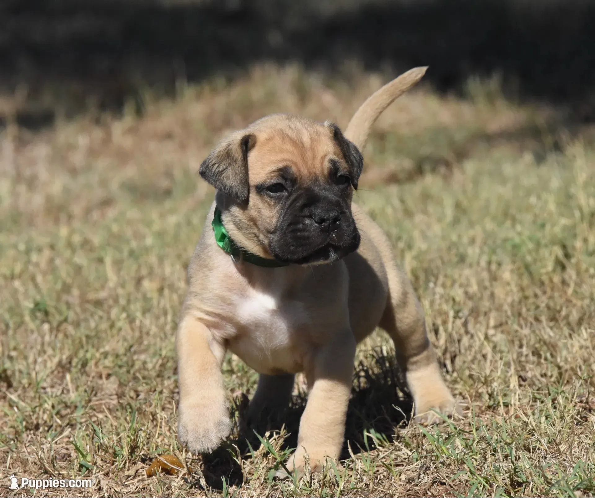 Teacher , a male Bullmastiff for sale in Chickasha, OK – 1 of 8