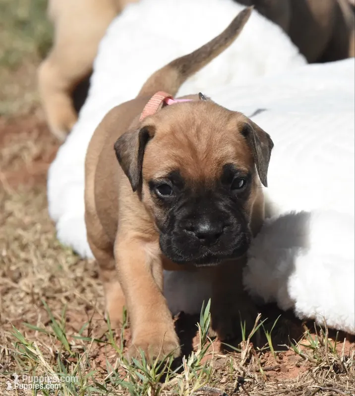 Fudge  – Bullmastiff puppy for sale in Chickasha, OK