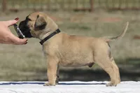 Tres , a male Bullmastiff for sale in Chickasha, OK – 3 of 6