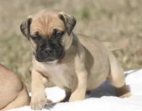 Teacher , a male Bullmastiff for sale in Chickasha, OK – 2 of 8