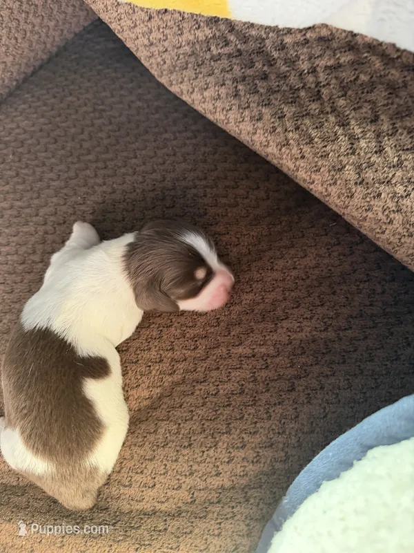 Patches – Miniature Dachshund puppy for sale in Quincy, FL