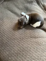 Comet, a male Miniature Dachshund for sale in Quincy, FL – 6 of 6